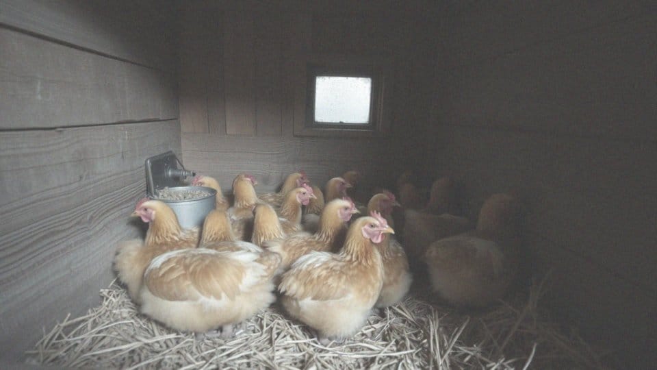 Jakie są objawy niskiej temperatury w kurniku?