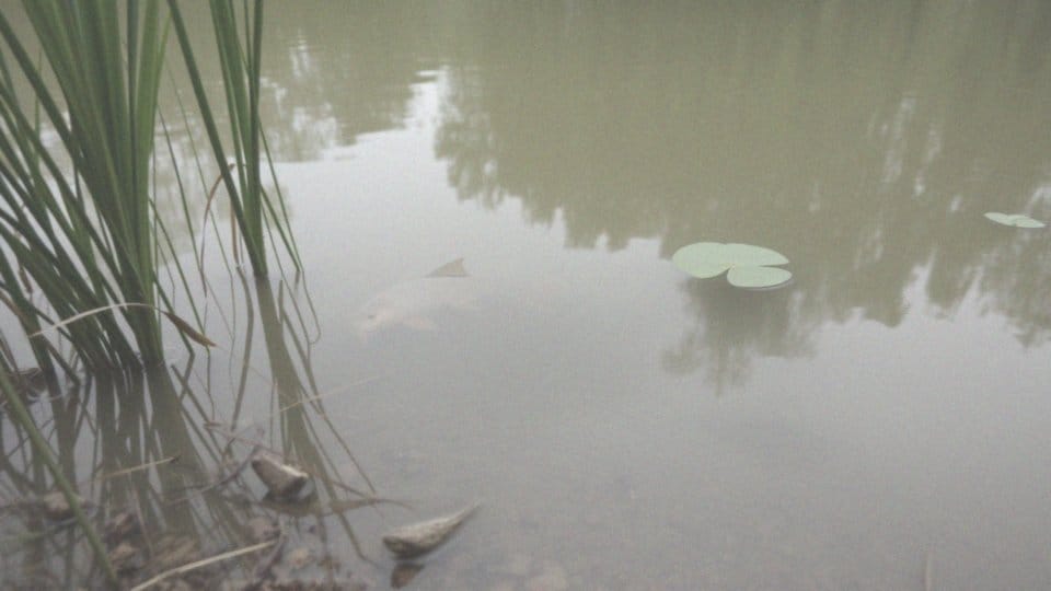 Jakie są cechy biologiczne lina?