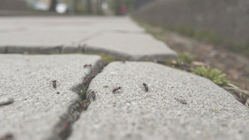 Co mówi Ustawa o ochronie zwierząt na temat zabijania mrówek?
