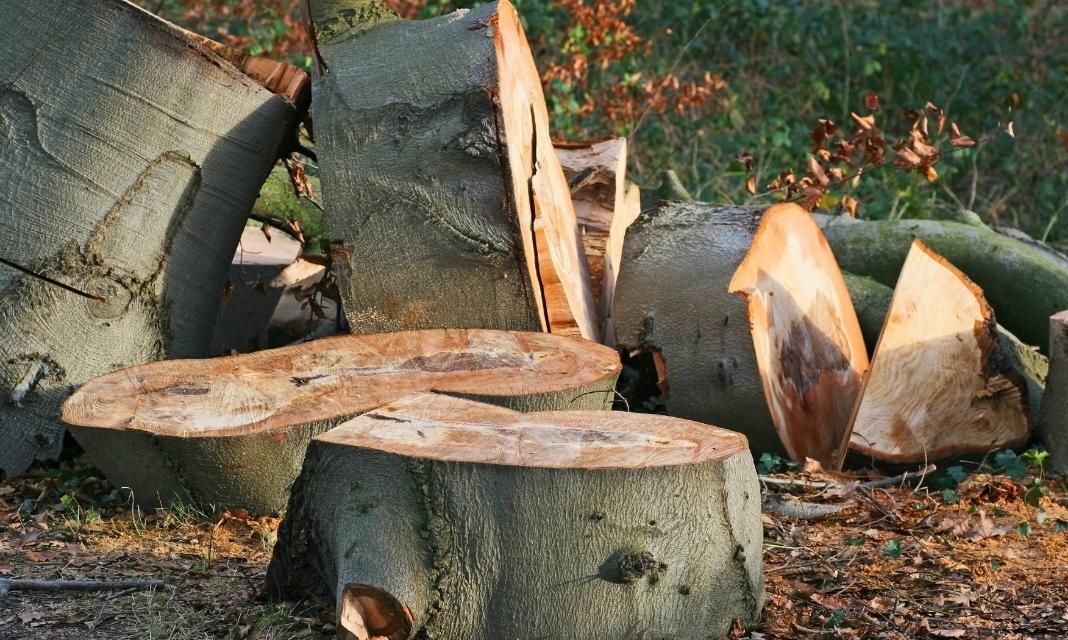 Wycinka Drzew Piekary Śląskie